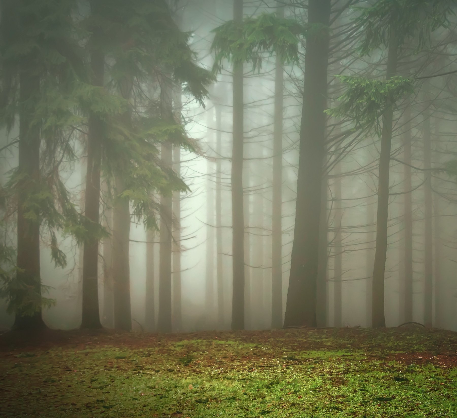 Foggy Forest Background